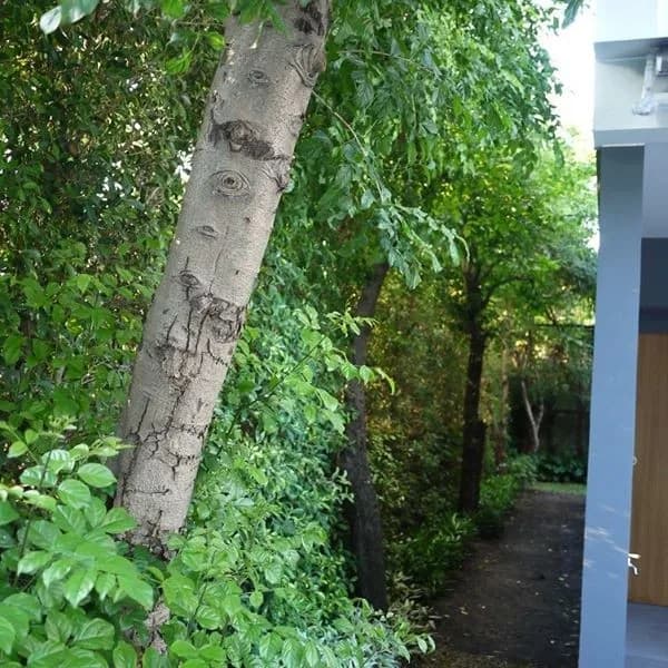 Arden Pattanakarn — photo 11