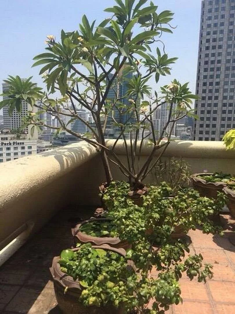 City Lakes Tower Sukhumvit 16 — photo 16