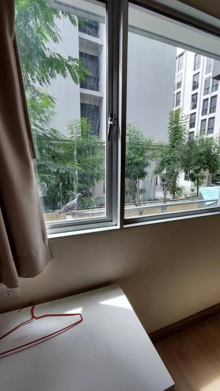 My Condo Sukhumvit 81 — photo 8