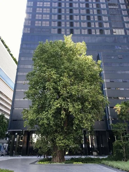 Ashton Asoke — photo 10