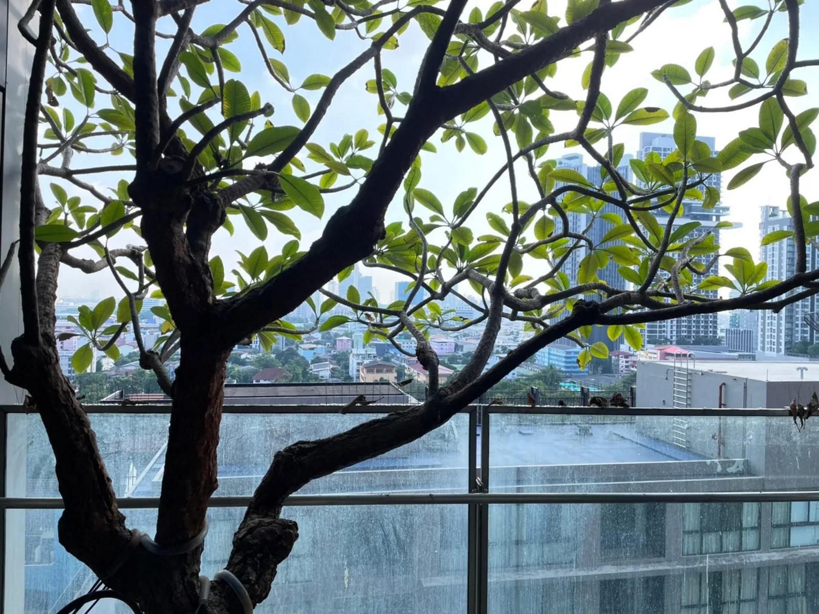 The Met — photo 15